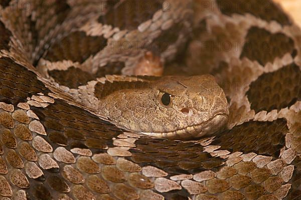 Mexican pygmy rattlesnake