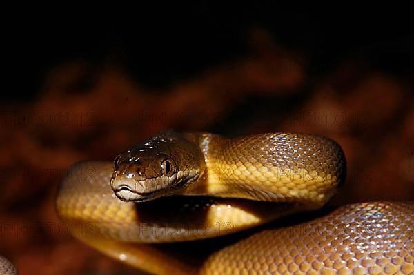 Australian water python