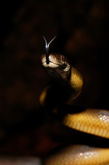 Australian Water Python