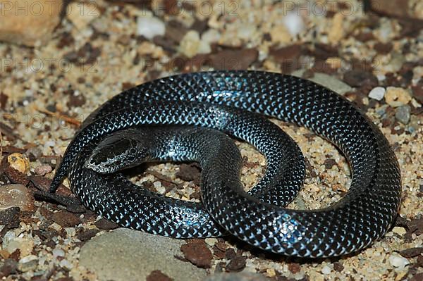 Cape wolf snake