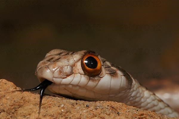 North African Montpellier Snake