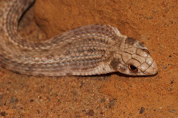 North African Montpellier Snake