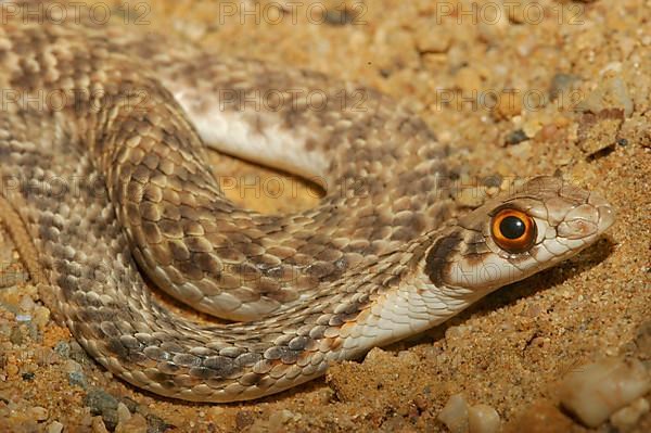 Eastern lizard snake