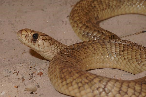 Egyptian cobra