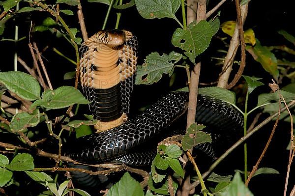 Forest Cobra