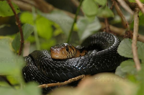 Forest Cobra