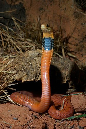 Red spitting cobra