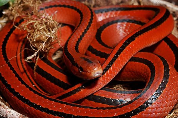 Red bamboo snake