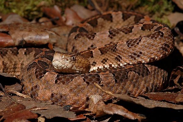 Slender stuelpnose lancet viper