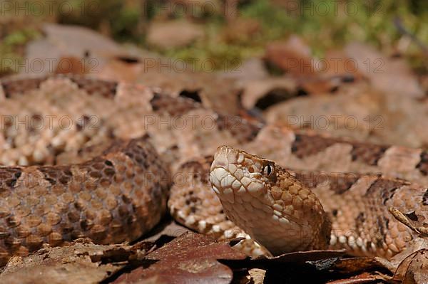 Slender stuelpnose lancet viper