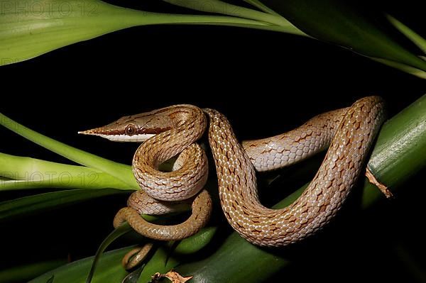 Vietnamese long-nosed snake