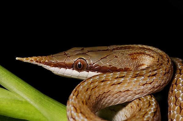 Vietnamese long-nosed snake