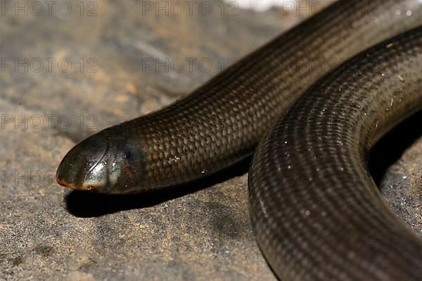 East African Blind Snake