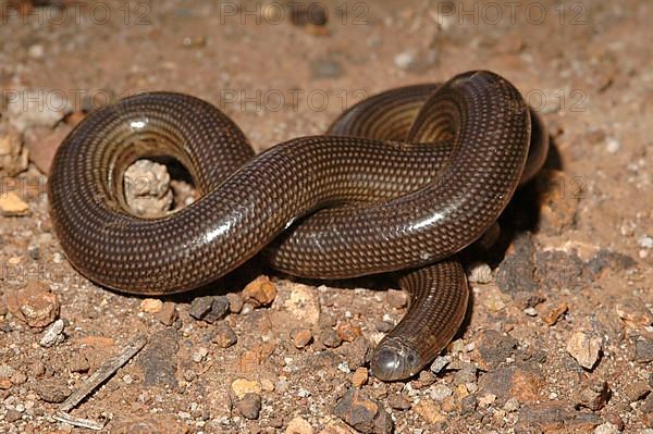 East African Blind Snake