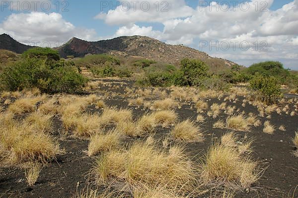 Black Lava Field in Tsavo West