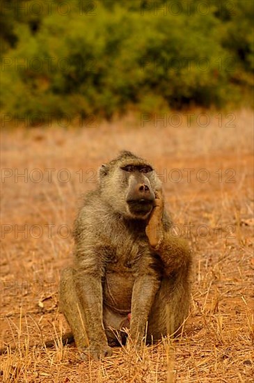 Yellow Baboon