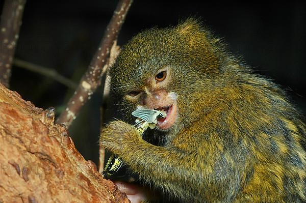 Pygmy marmoset