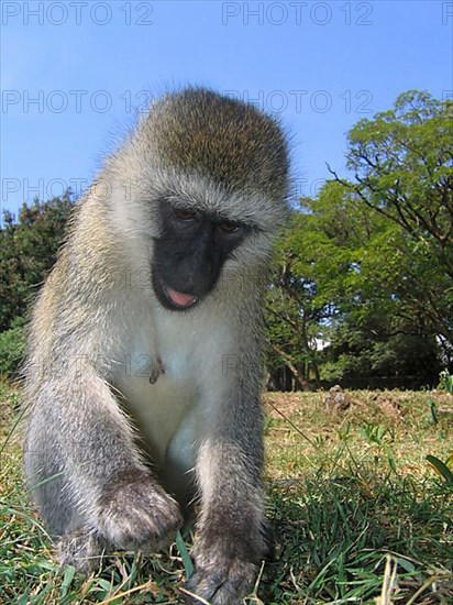 Vervet monkey