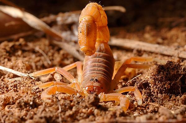 Kenyan Thick-tailed Scorpion