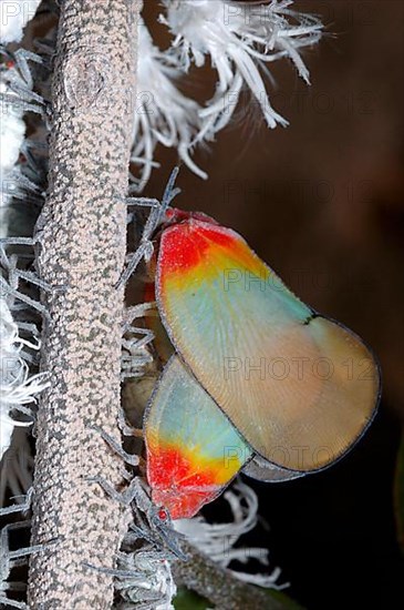 Kenyan cicadas