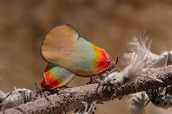 Kenyan cicadas