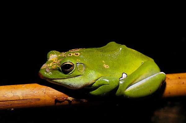 Vietnam flying frog