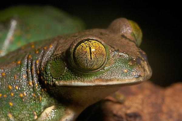 Woodcreeper frog