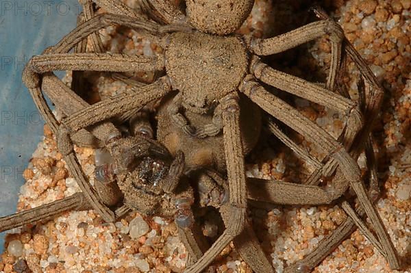 Sicarius spider mating