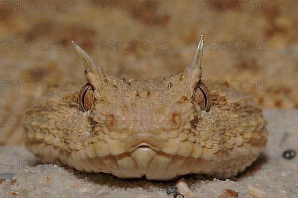 Sahara horned viper