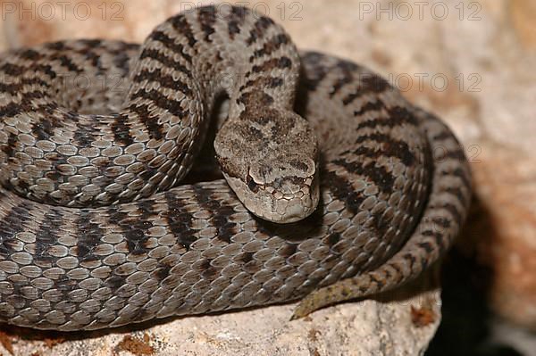 Iberian viper