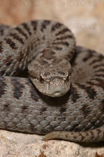 Iberian viper