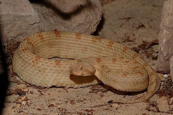 Narrow-billed horned viper