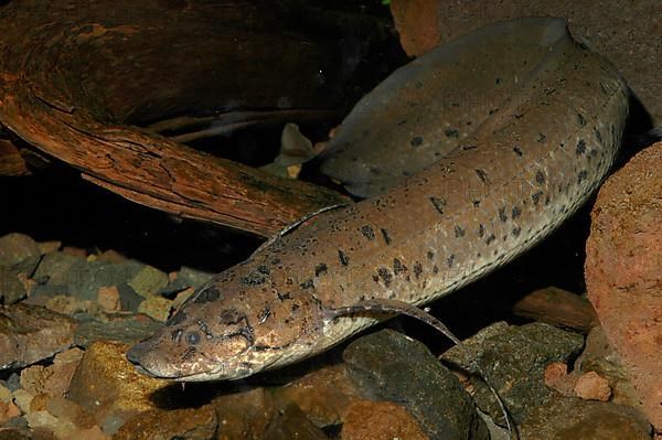 African lungfish