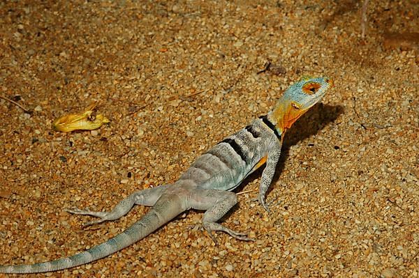 Blue Rock Iguana