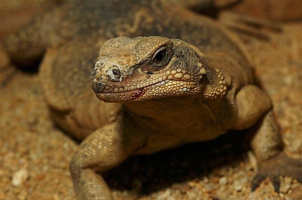 Chuckwalla