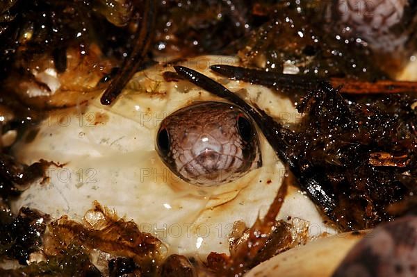 Sand rattle viper