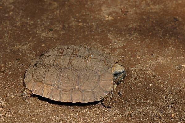 Slatted tortoise
