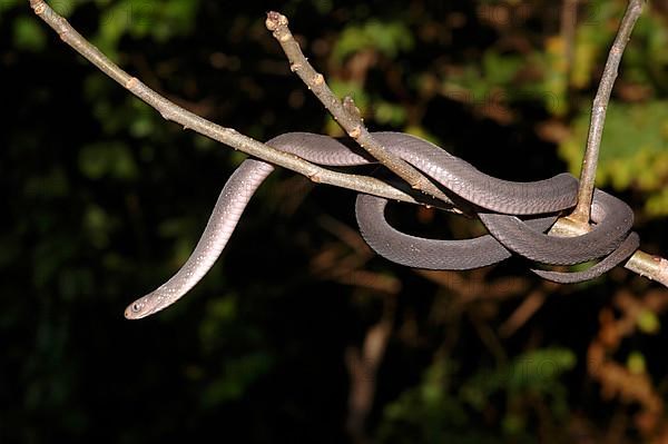 East African Egg Snake