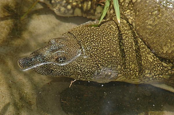 Nile soft-shelled turtle