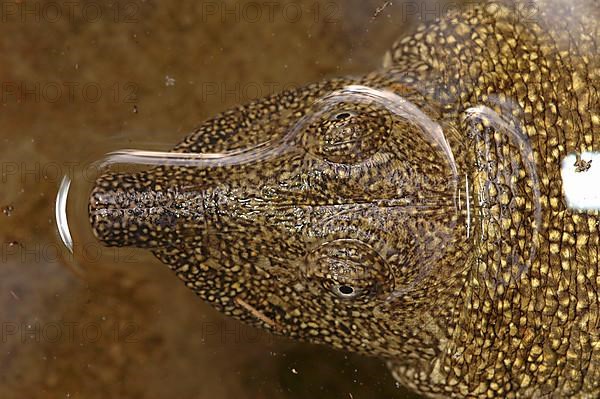 Nile soft-shelled turtle