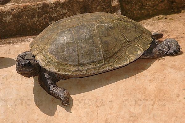 Brilliant tortoise