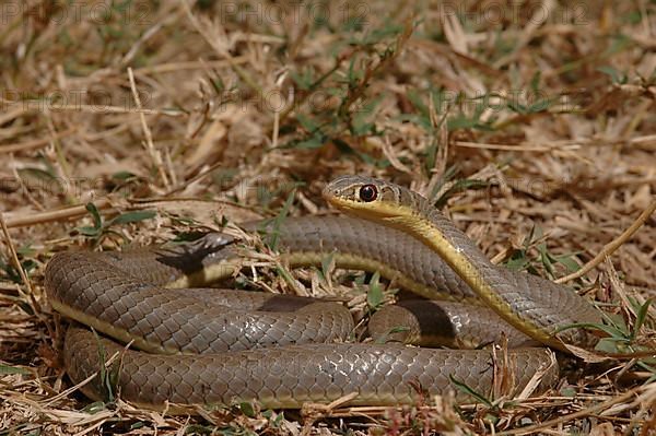 Mozambique sand snake