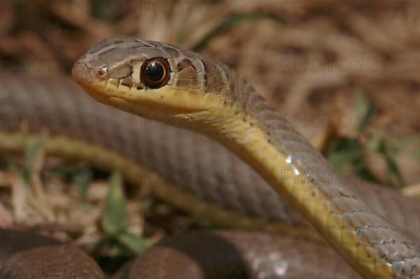 Mozambique sand snake