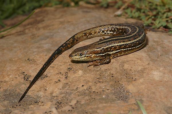 Variable skink