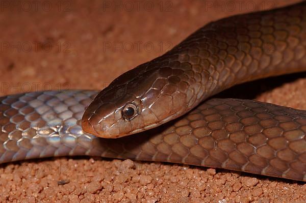 Usambara garter snake
