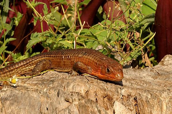 Sudan Shield Lizard