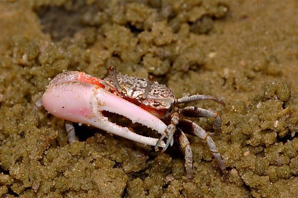 Fiddler Crab