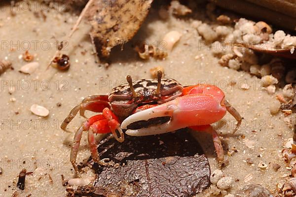 Fiddler Crab