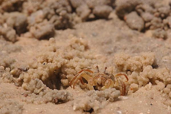 Sand crab