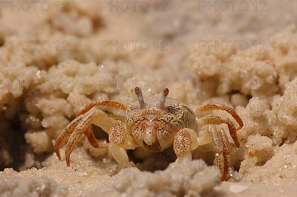 Sand crab